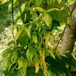 flavien-fischer-tours-excursions-tour-del-ile-nosybe-013