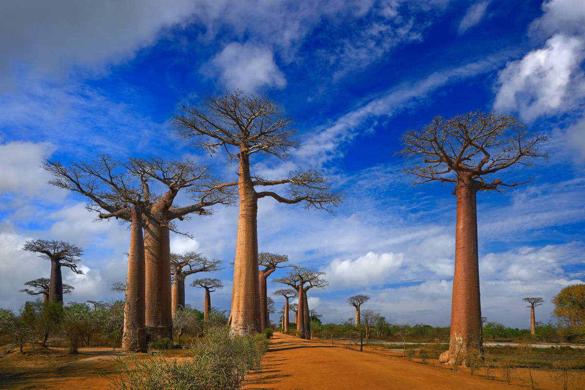 flavien-fischer-tours-excursions-allee-baobabs-Madagascar