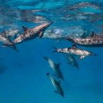 flavien-fischer-tours-excursions-observation-dauphins-002