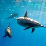 flavien-fischer-tours-excursions-observation-dauphins-004