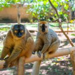 flavien-fischer-tours-excursions-parc-national-zahamena-003