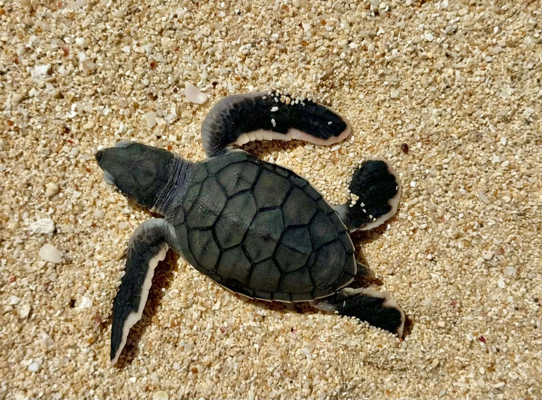 flavien-fischer-tours-nosybe-sejour-catamaran-plonge-peche-nosybe-022